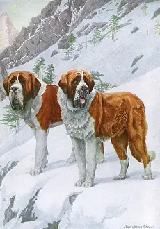 Hoping: TWO ST BERNARDS IN SNOW