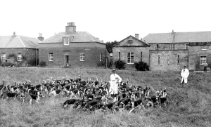 Buccleuch: St Boswells, the Buccleuch Hounds c1955