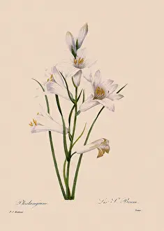 Paradisea: St. Bruno's Lily