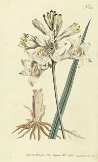 Sansom: St. Bruno's lily, Paradisea liliastrum