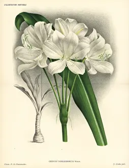 Horticole: St. Christopher lily, Crinum jagus