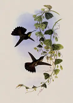 Domingo: St. Domingo Mango, Lampornis Aurulentus