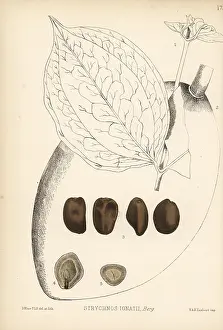 Hanhart: St. Ignatius bean, Strychnos ignatii