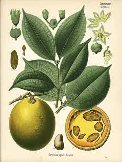 Strychnos: St. Ignatius bean, Strychnos ignatii