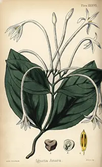 Amara: St. Ignatius bean, Strychnos ignatii