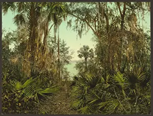 C1898: The St. Johns River, Florida