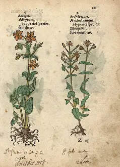 Hypericum: St. John's wort, Hypericum perforatum