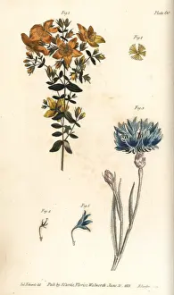 Wort: St. John's wort, Hypericum perforatum, and