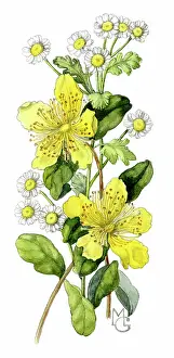 Wort: St. Johns Wort and Matricaria