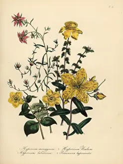 Handfinished: St. John's wort species