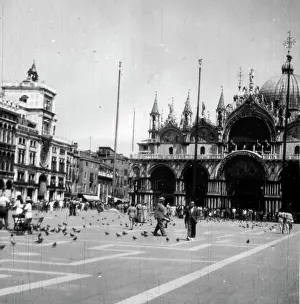 Pigeons: St Mark's Basilica, Venice, Italy