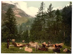 Grisons: St. Moritz, cows at Johannisberg, Grisons, Switzerland