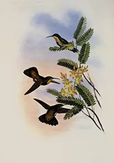 Swifts: St. Thomas's Mango, Lampornis Virginalis