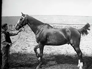 Stallion: Stable boy with prizewinning horse