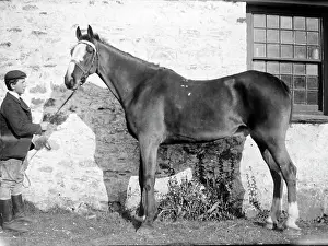 Stallion: Stable boy with stallion