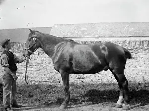 Stallion: Stable boy with stallion