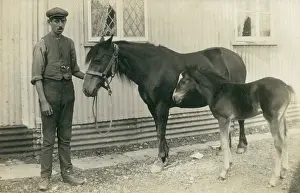 Stableboy: A stablehand and his charges - Horse and Foal