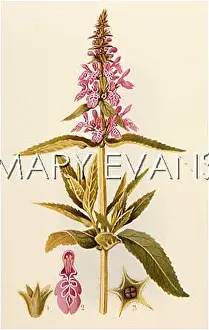 Stachys: STACHYS PALUSTRIS