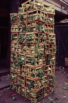 Cabbages: Stack of crates on a London street