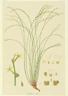Bauer: Stackhousia viminea, slender stackhousia