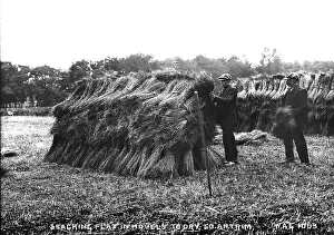 Flax: Stacking Flax in Hovels to Dry, Co. Antrim