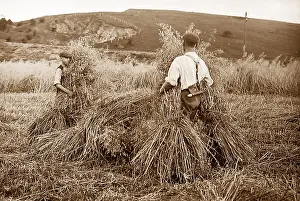 Haymaking: Stacking hay