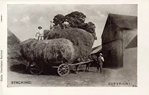 Stacking: Stacking hay on a horse-drawn cart
