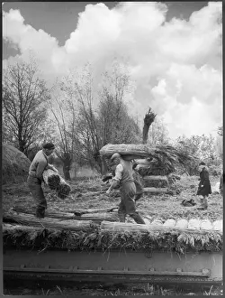 Thatching: STACKING REED FOR THATCH