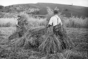 Crofter: Stacking the straw Victorian period