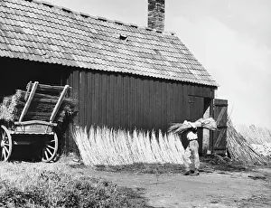 Basketmaking: STACKING WILLOW RODS