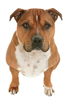 Caniformia: Staffordshire terrier