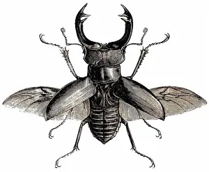 Stag beetle