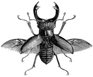 Handsome: Stag beetle