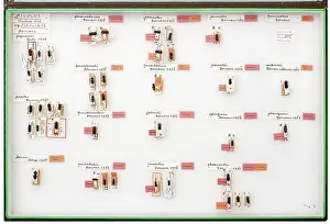 Cervidae: Stag Beetle Collection of Hughes Bomans