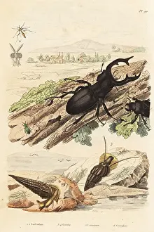 Fries: Stag beetle, molluscs and wasp