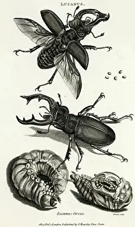 Pupa: Stag beetles