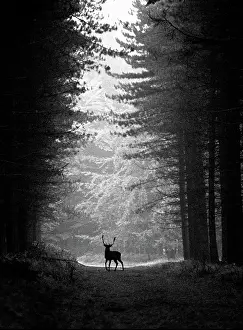 Cannock: Stag, Cannock Chase