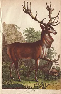 Siblys: Stag, Cervus elaphus