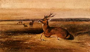 Stags: Stag and Doe