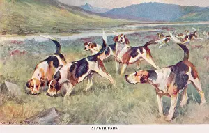 Staghound: Stag Hounds