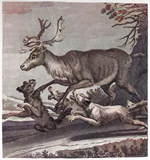 Harassed: STAG AND HOUNDS