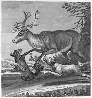 Harassed: STAG AND HOUNDS