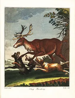 Gentleman And Farmers Dictionary: Stag hunting, 18th century