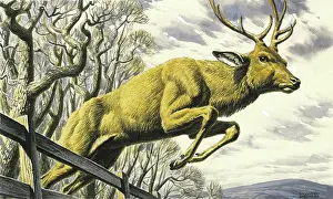 Leaping: Stag leaping