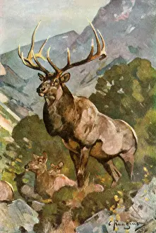 Clemens: Stag in Mountains