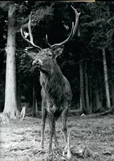 Stags: Stag near forest in the autumn