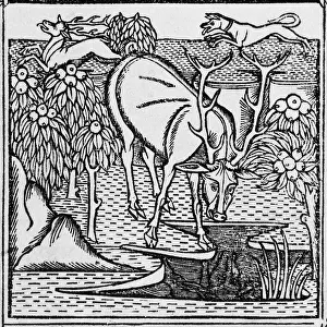 Litrature: The stag & the pool