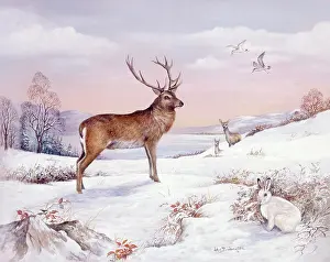 Babington: Stag, Red Deer and Mountain Hare