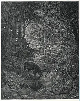 Admires: Stag and his Reflection