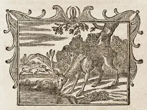 Aesop: The Stag Seeing Himself